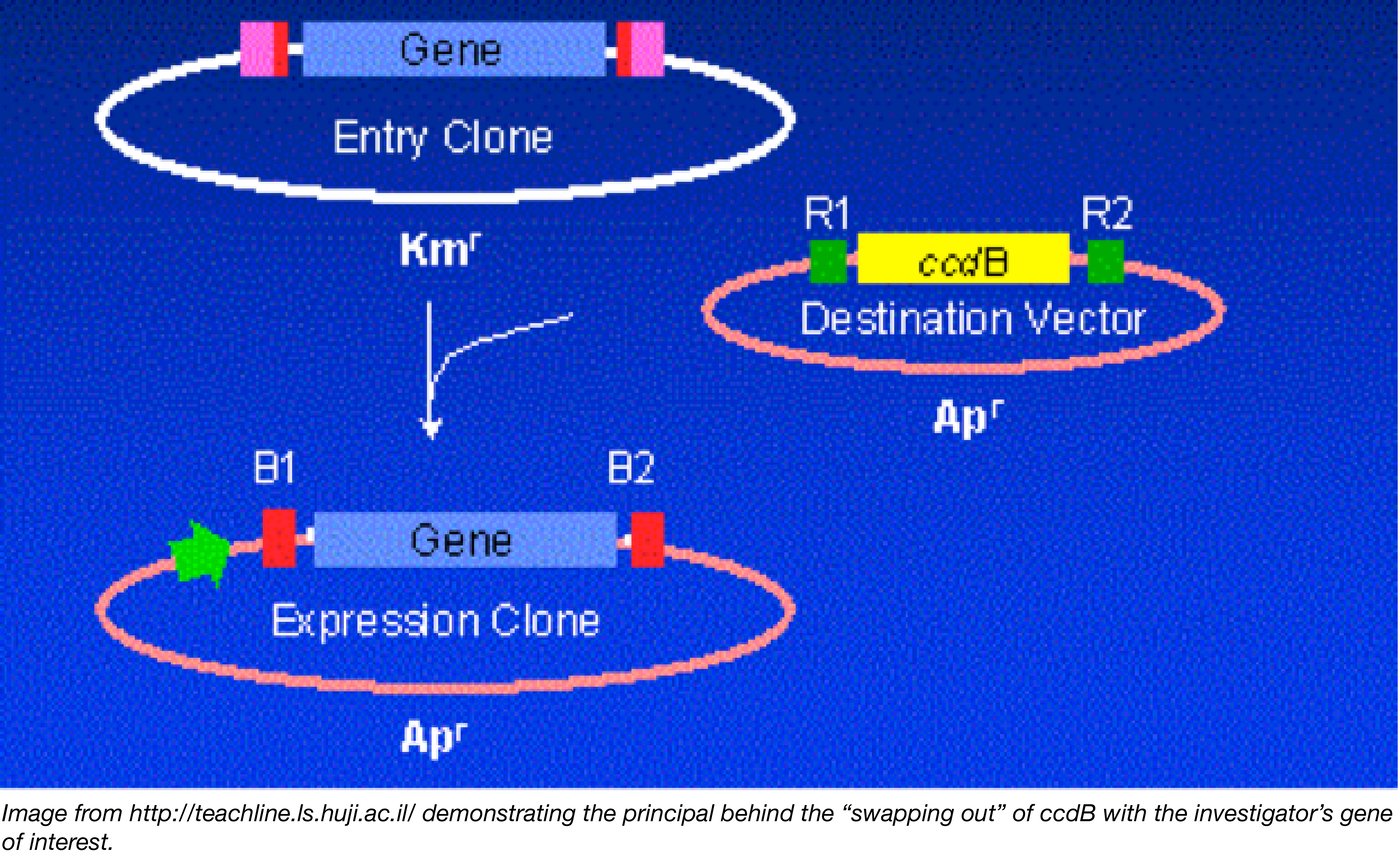 Plasmids 101 CcdB The Toxic Key to Efficient Cloning